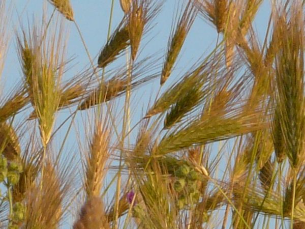 tall grass texture